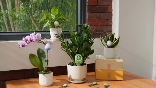 plantsenso-smart-plant-sensor